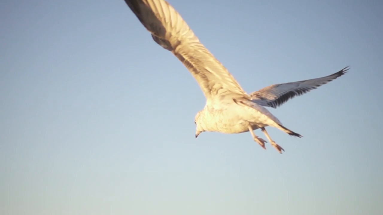 vid2im1