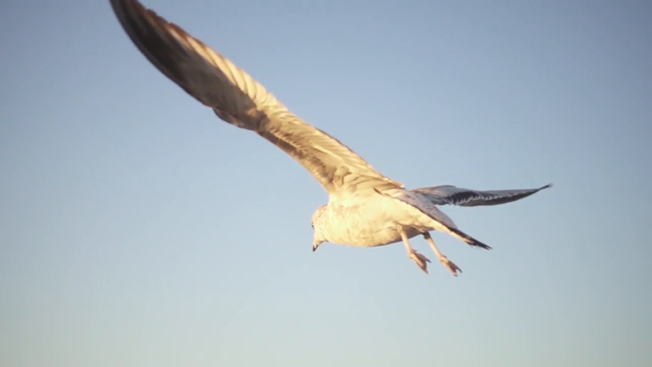vid2im1